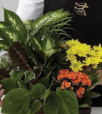 The FTD Florist Designed Blooming and Green Plants in a Basket