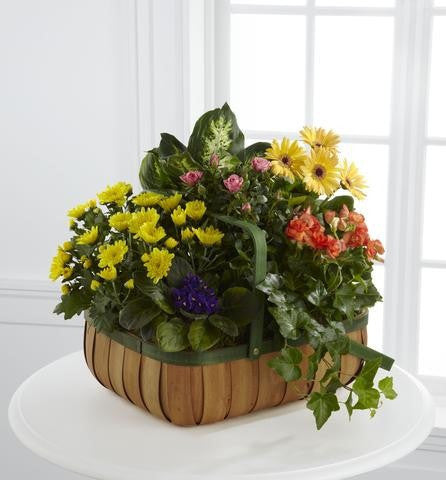 The FTD Gentle Blossoms Basket (S36-4524)